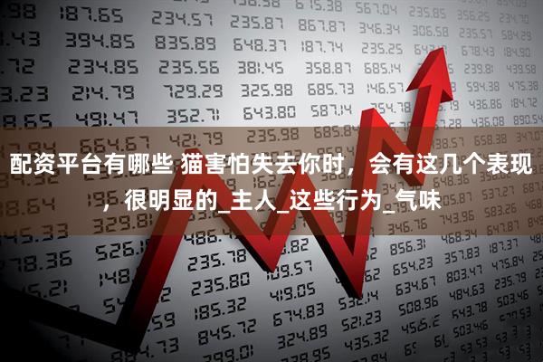 配资平台有哪些 猫害怕失去你时，会有这几个表现，很明显的_主人_这些行为_气味
